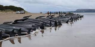لاشه نهنگ‌های پایلوت در 23 سپتامبر 2022 در سواحل غربی تاسمانی قرار دارند.
